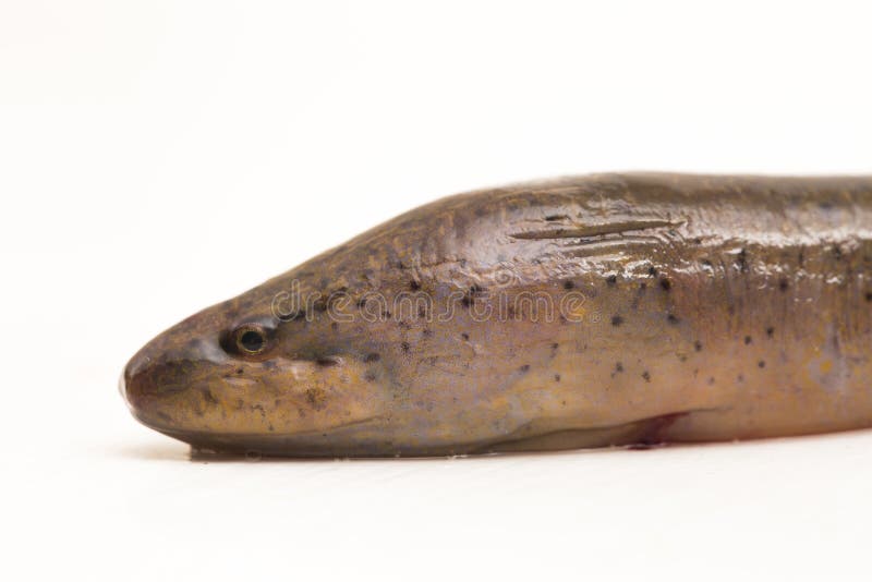 Asian Swamp Eel (Monopterus Albus) Isolated on White Background Stock