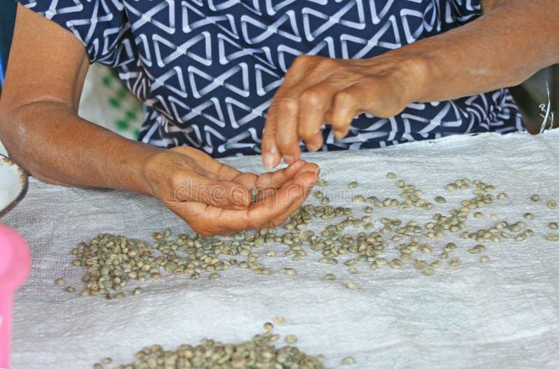 Asain woman hand pinking bad raw coffee out,Raw coffee beans have been sorting