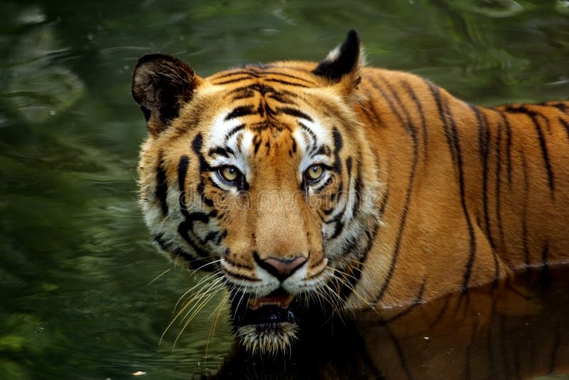 Close Up Of Tiger In Water Looking Up Stock Photo - Image of head ...