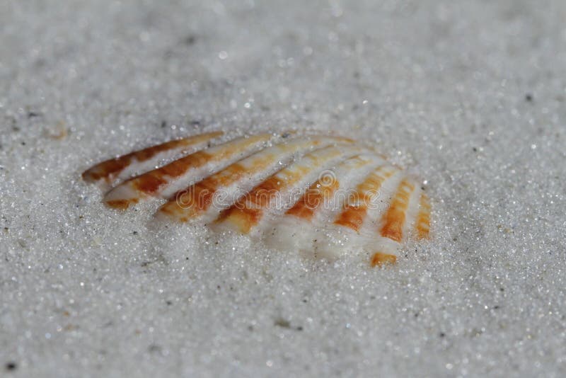 Close-up of an Atlantic Giant Cockle shell found buried in sand