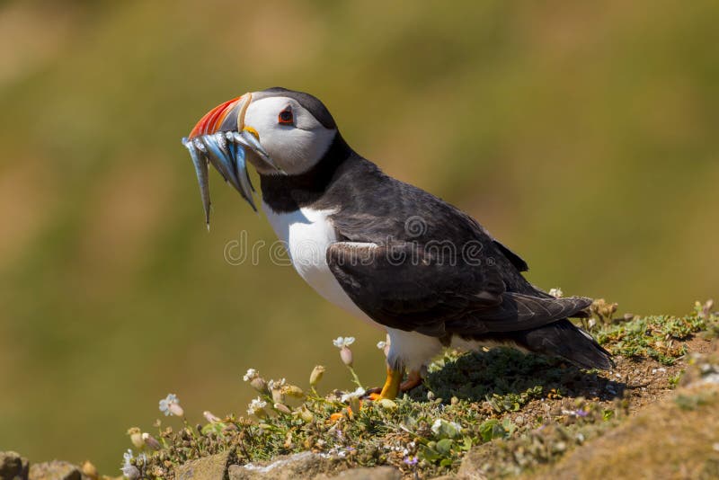 Close up of an Atlantic Puffin Fratercula arctica with a mouthful of sand eels royalty free stock photos Close up of an Atlantic Puffin Fratercula arctica with a mouthful of sand eels royalty free stock photos