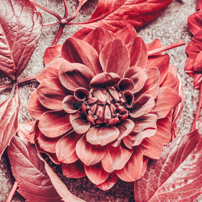 Close up of autumn dahlia bloom, top view