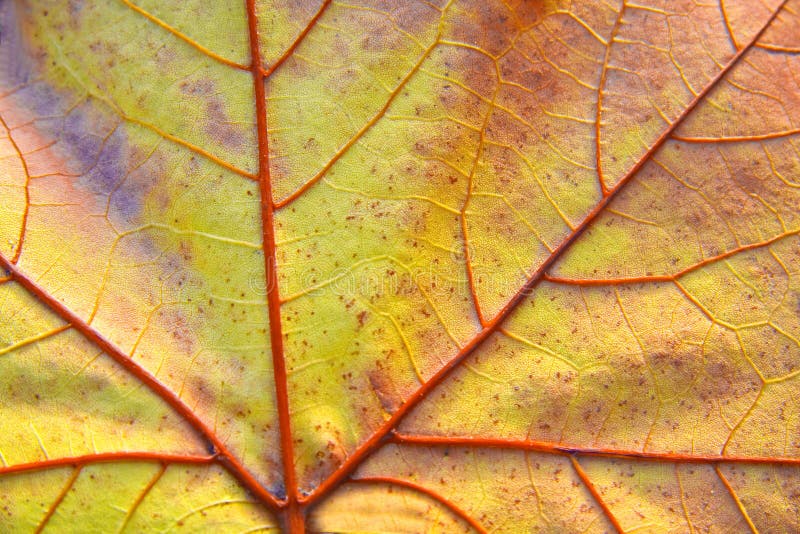 Close-up autumn leaf