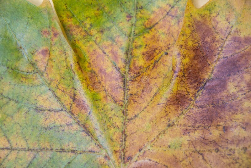 Close-up of autumn leaf, beautiful texture - green, yellow, orange and brown gradient color. Fall background concept