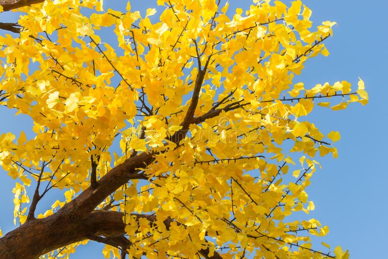 Close up of autumn tree with yellow leaves at the blue sky background