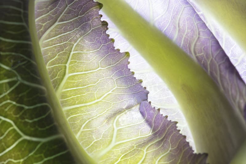 Close Up of Baby Cabbage Leaves Stock Photo Image of edible, cabbage