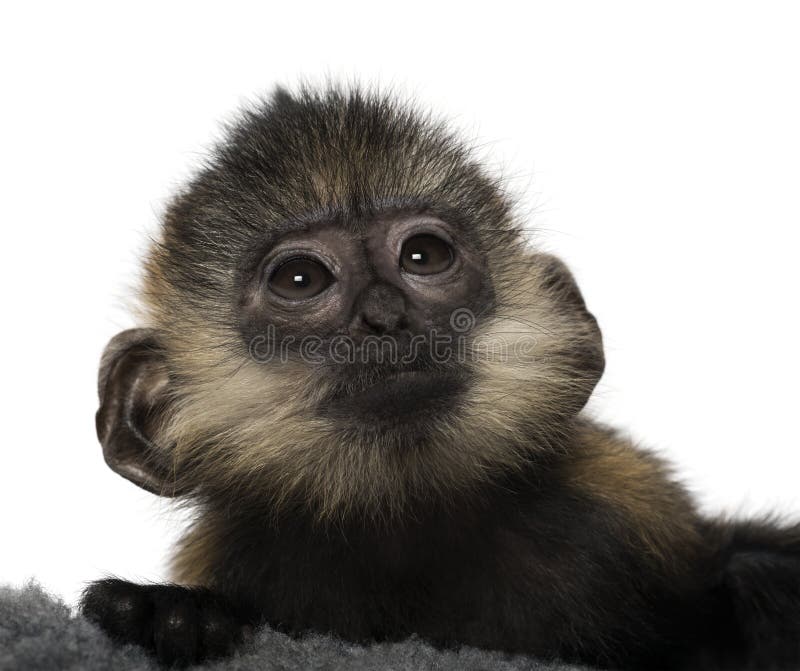 Close-up of a baby Francois Langur royalty free stock image