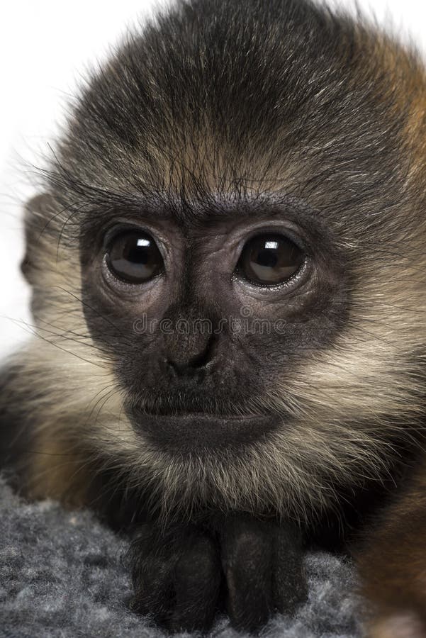 Close-up of a baby Francois Langur (4 months)