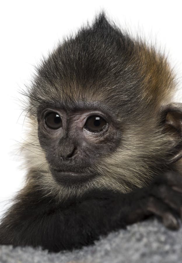 Close-up of a baby Francois Langur (4 months)