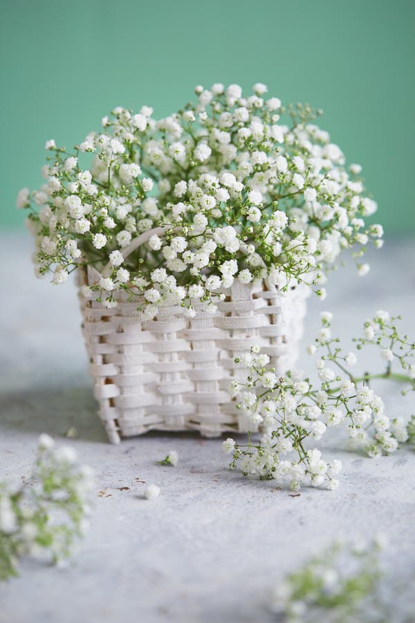 Gypsophila stock photo. Image of beauty, backgrounds - 28966606