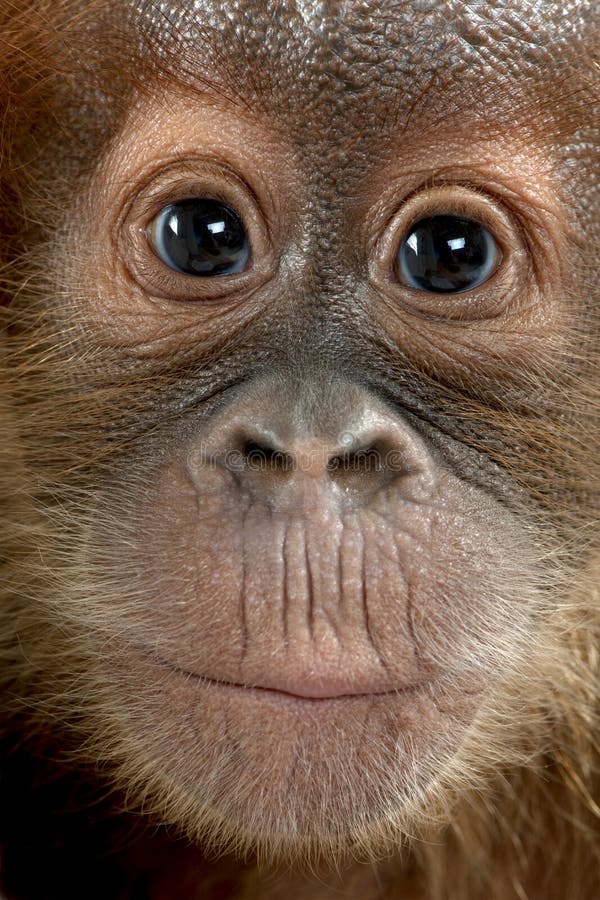 Close-up of baby Sumatran Orangutan