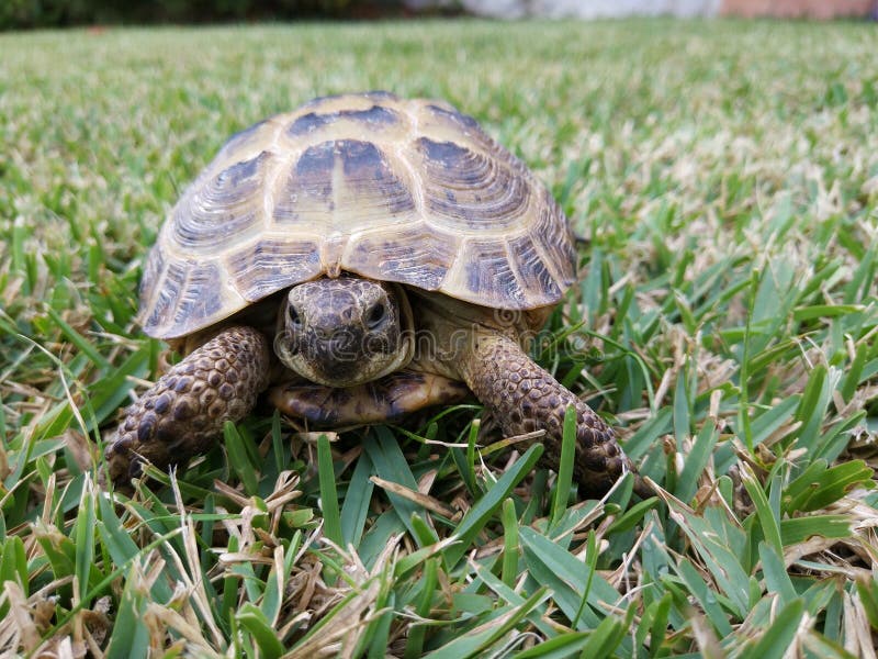 Close up baby tortoise on the green grass in the sunny light royalty free stock photography