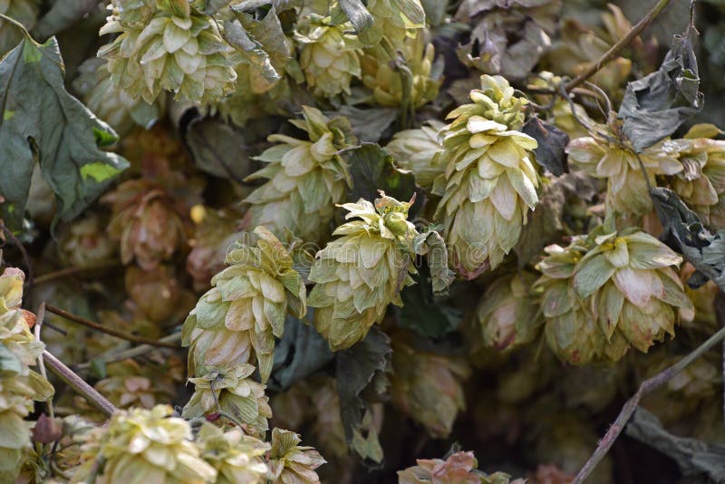 Close Up Background of Dried Beer Hops Stock Image Image of green