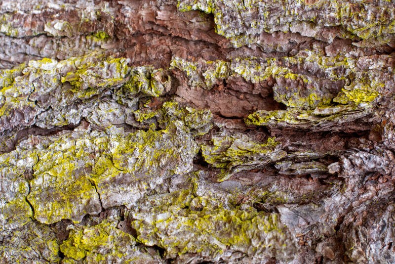 Close Up Background of Pine Tree Bark and Moss stock images Close Up Background of Pine Tree Bark and Moss stock images