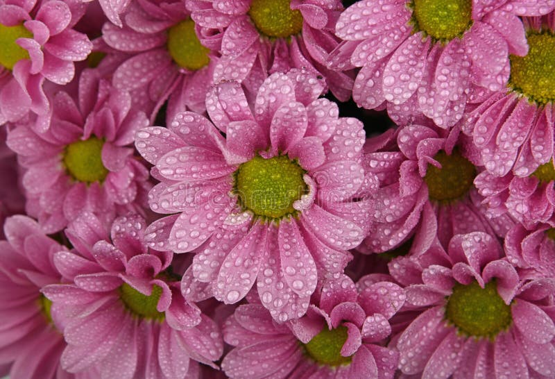 Close up background of pink chrysanthemum flowers