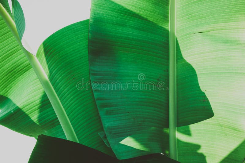 Close up banana leaf texture against sky background. Abstract Tropical Background. Close up banana leaf texture against sky background. Abstract Tropical Background