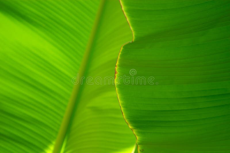 Close up di una foglia di banana palma, di un colore verde brillante.
