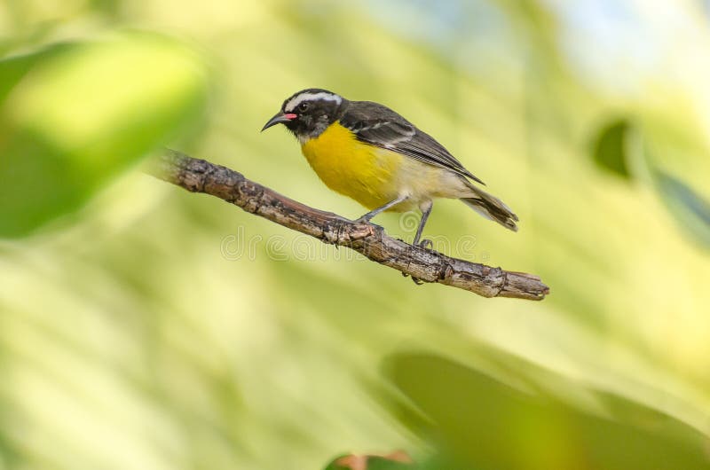 Close-up of a Bananaquit Bird on a branch stock photos Close-up of a Bananaquit Bird on a branch stock photos