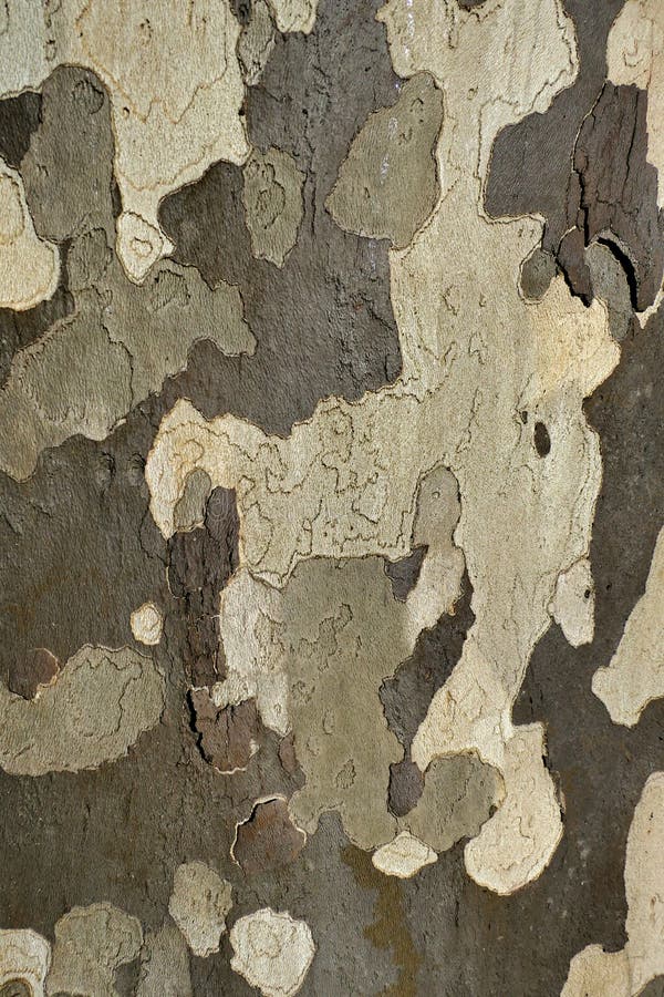 London Plane Tree royalty free stock photos