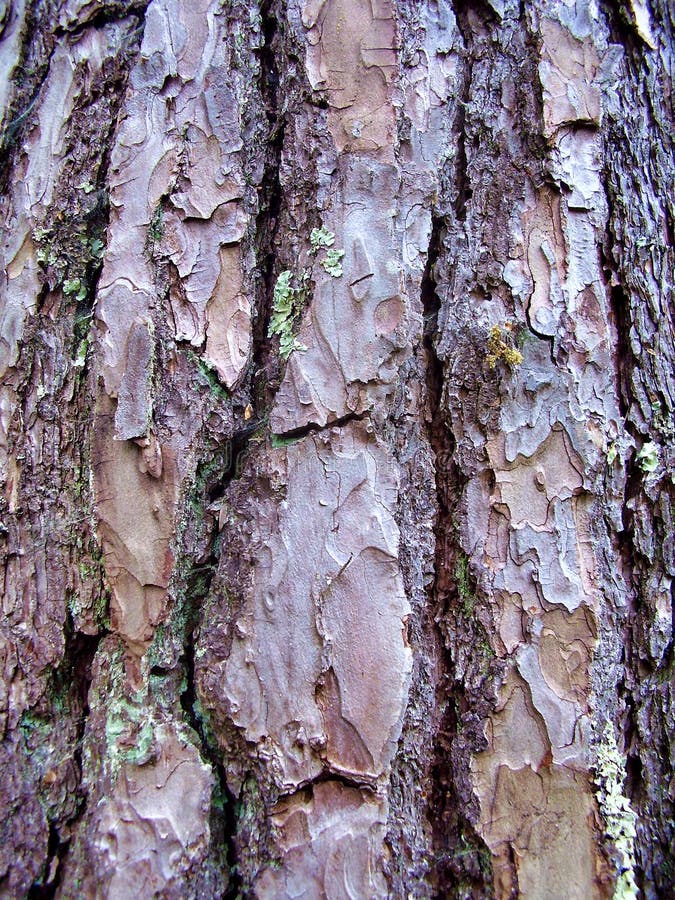 Bark of a Pine Tree stock photography
