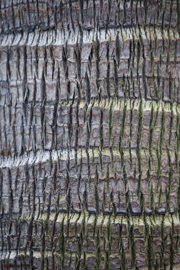 Close Up of the Bark of a Weeping Cabbage Palm Tree stock photos.