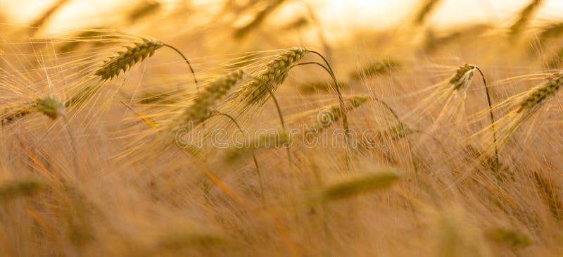 Close Up Barley or Wheat Field at Golden Sunset or Sunrise