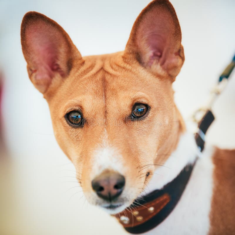Basenji Kongo Terrier Dog. the Basenji is a Breed of Hunting Dog Stock