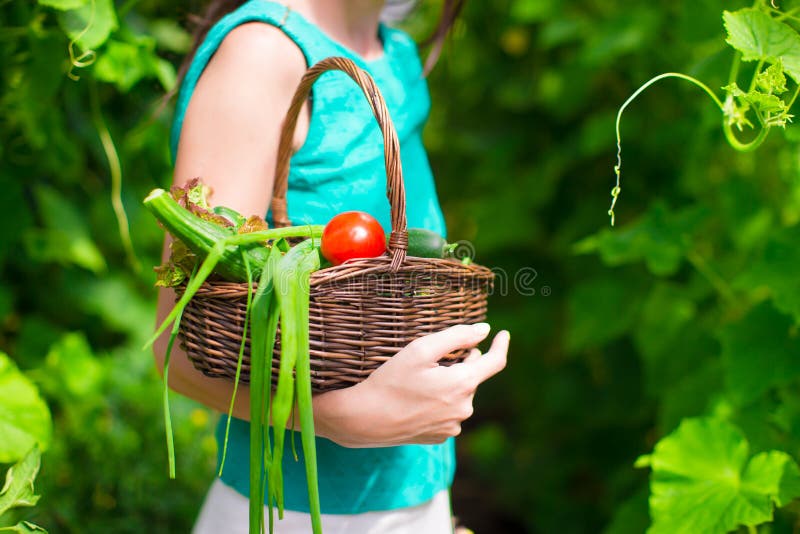 Close Up Basket Of Harvest In Woman S Hands Stock Image Image Of Nutrition Clean 55620629