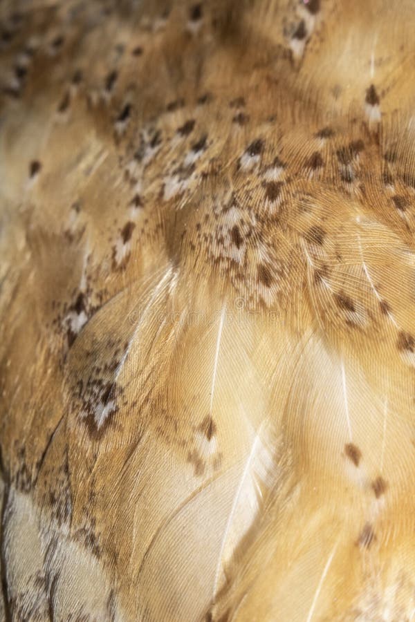 Texture White Feathers Barn Owl Stock Photos - Free & Royalty-Free ...