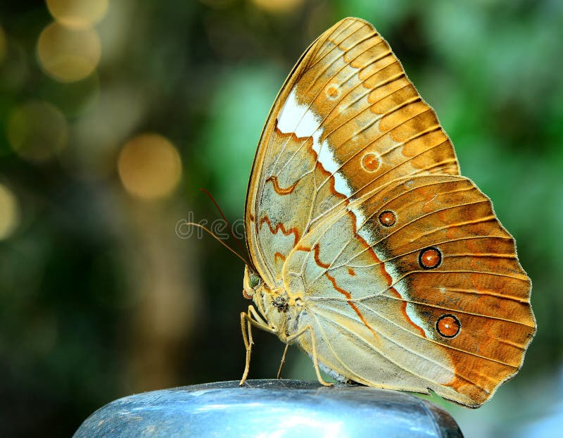 Close up of Beautiful butterfly, Camberdian junglequeen perching