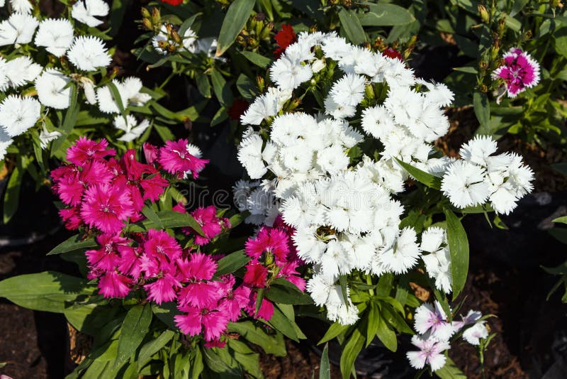 Close up beautiful and colorful Dianthus flower on garden. Close up beautiful and colorful Dianthus flower on garden