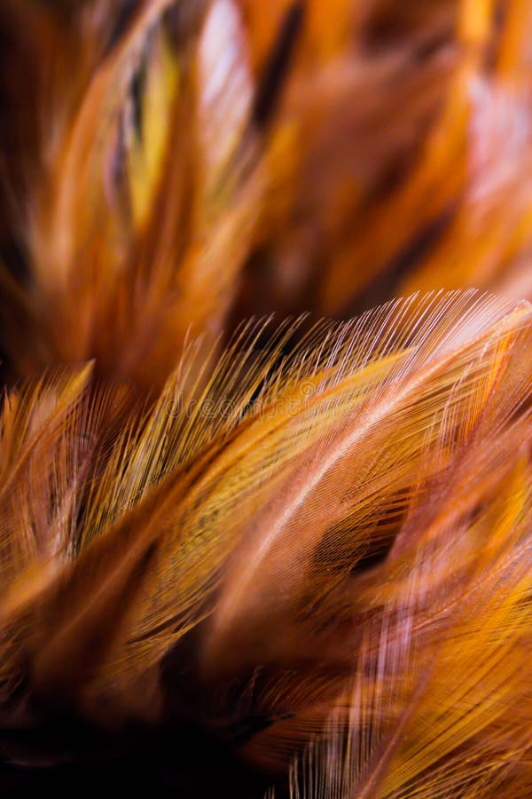 Close Up Beautiful Dark Brown Feather Texture Background Stock Photo