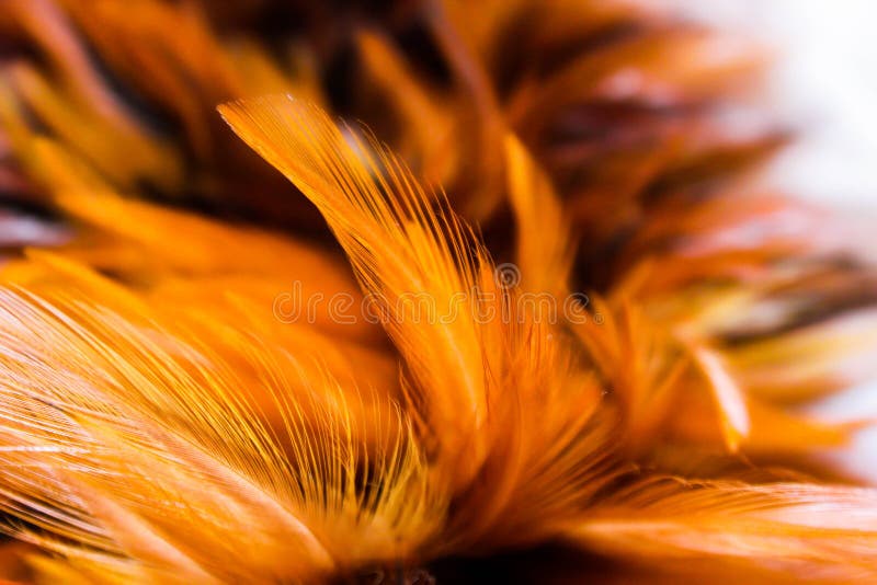 Close Up Beautiful Dark Brown Feather Texture Background Stock Photo