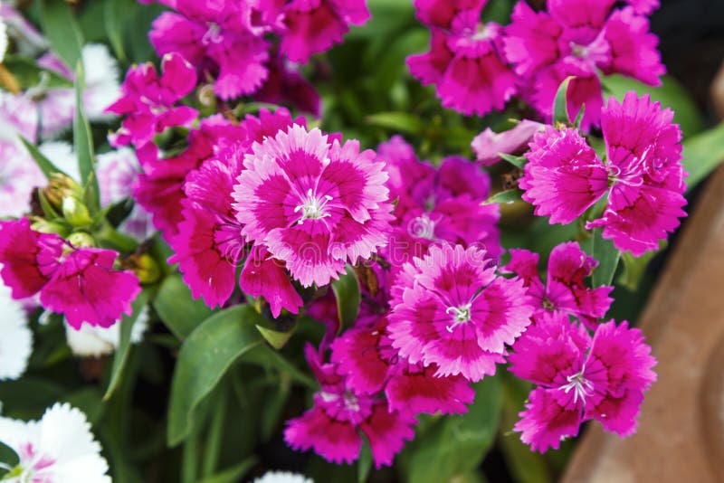 Close up beautiful and colorful Dianthus flower on garden. Close up beautiful and colorful Dianthus flower on garden