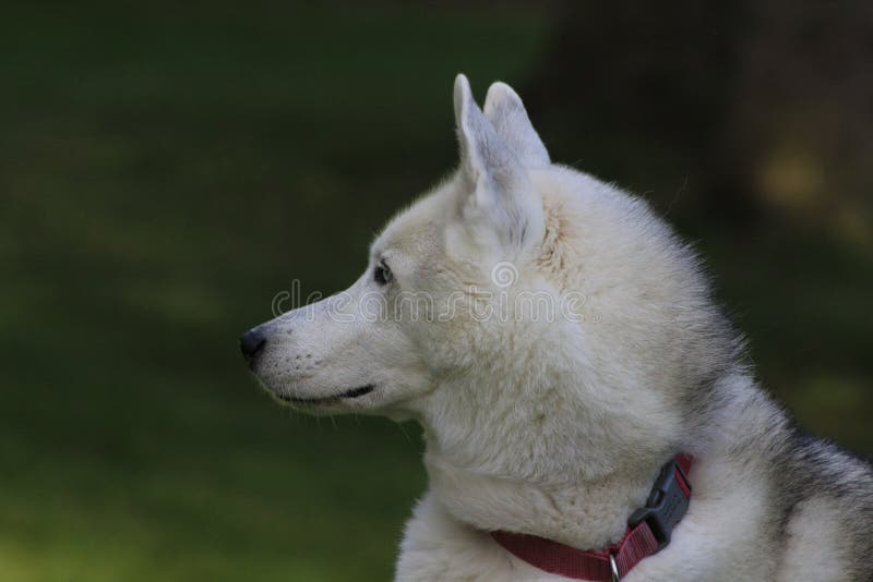 Close up beautiful dog husky, the magestic arctic breed stock photos Close up beautiful dog husky, the magestic arctic breed stock photos