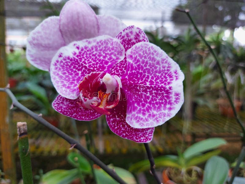 Doritaenopsis Flowers (Orchid Flowers). Stock Photo - Image of bright,  plants: 218443124