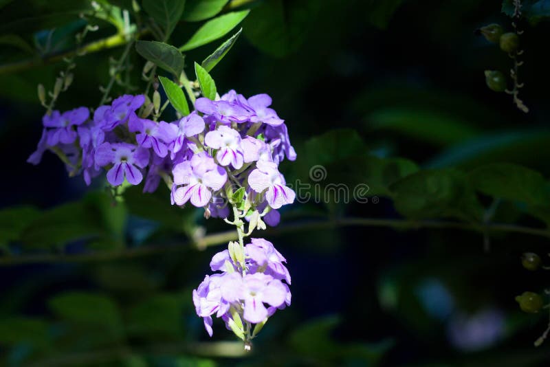 Close up beautiful Duranta erecta flower. Closeup beautiful Duranta erecta flower on sunlight, blurred garden as background stock photography Close up beautiful Duranta erecta flower. Closeup beautiful Duranta erecta flower on sunlight, blurred garden as background stock photography