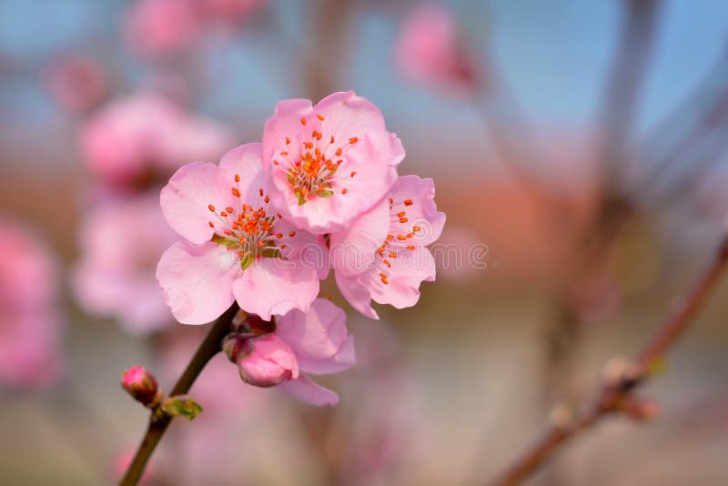 Close up of a beautiful european pink plum blossom flower on tree in early spring stock image Close up of a beautiful european pink plum blossom flower on tree in early spring stock image