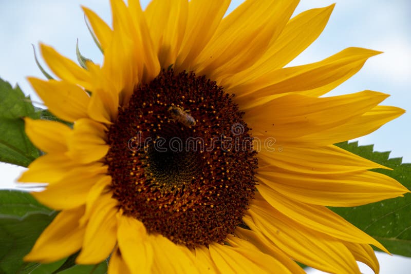 Beautiful Flower in a Park in Germany Stock Photo Image of garden
