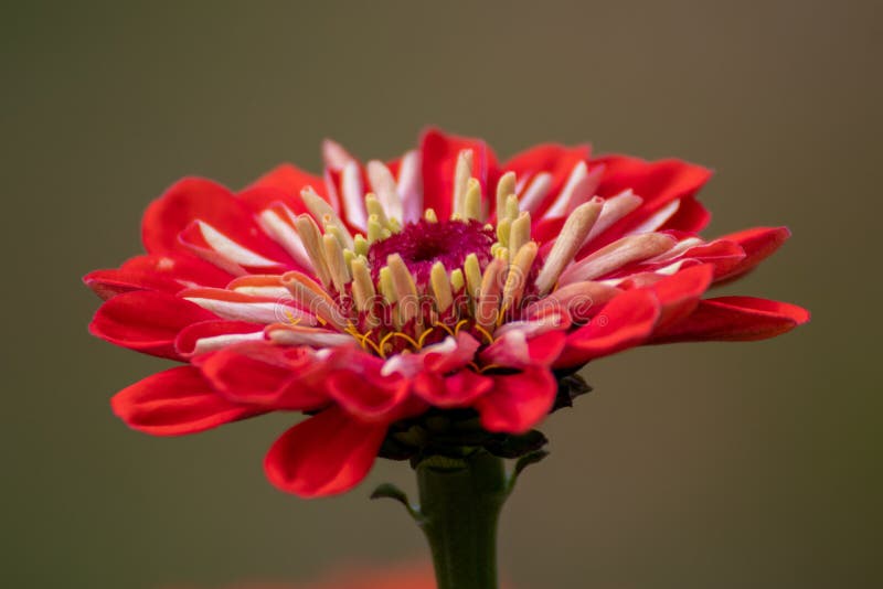 Beautiful Flower in a Park in Germany Stock Image Image of outdoor