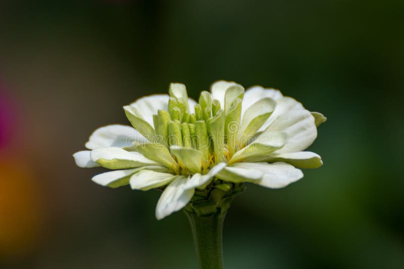 Beautiful Flower in a Park in Germany Stock Photo Image of flourish