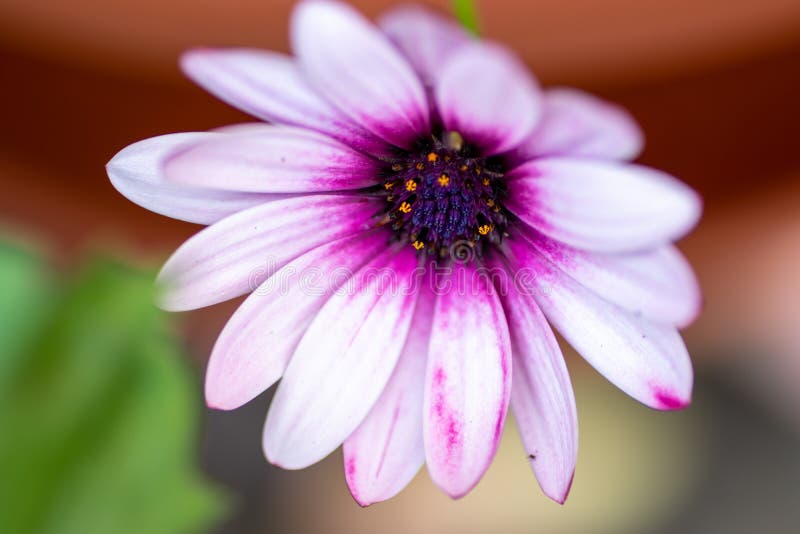 Beautiful Flower, Plant in a Park in Germany Stock Image Image of