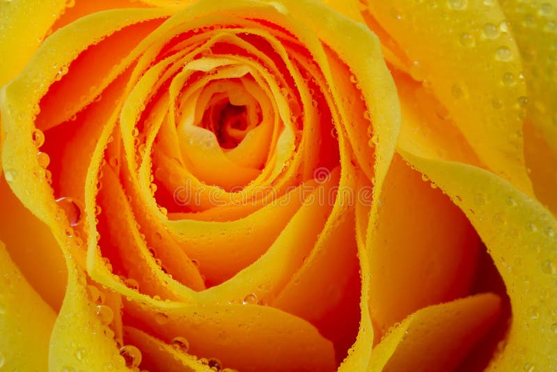 Close Up of Beautiful Fresh Yellow Rose with Water Drops Background