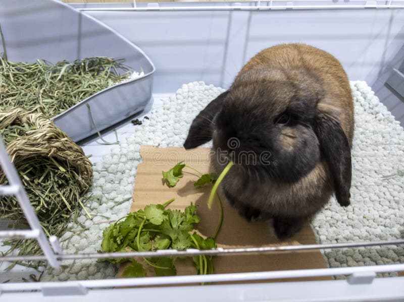 Close up of a beautiful, fuzzy brown domesticated bunny inside a large cage filled with grass and flowers