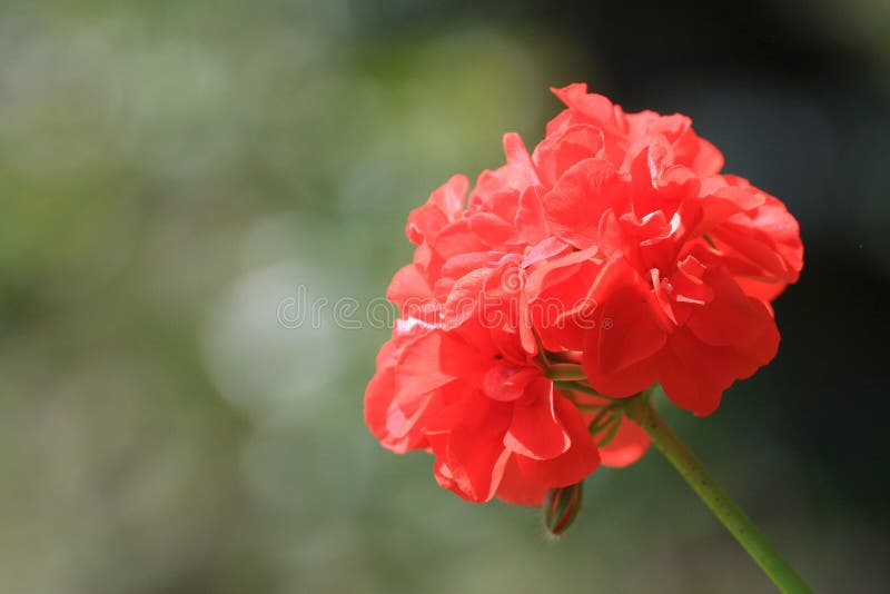 Close up of a beautiful Geranium flower royalty free stock photos