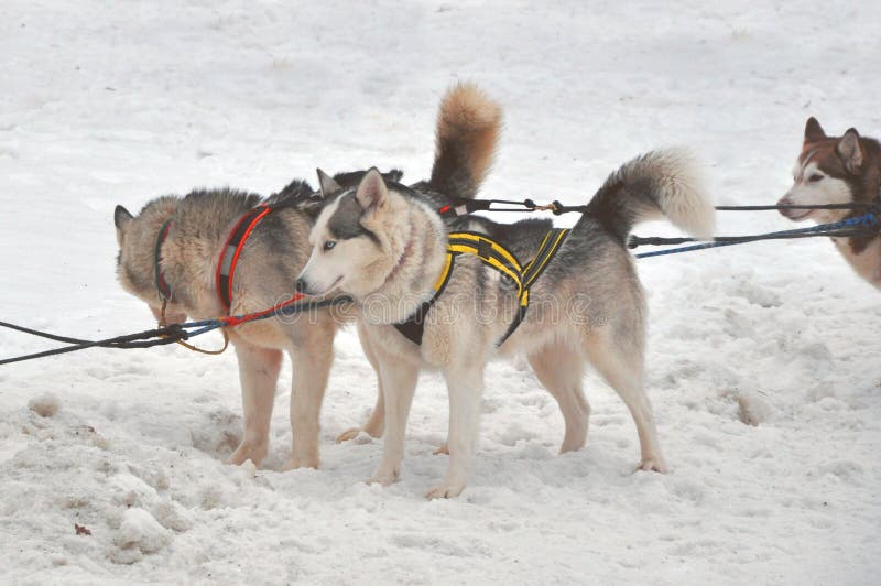 Close up beautiful Husky dogs used for sledding royalty free stock photo Close up beautiful Husky dogs used for sledding royalty free stock photo