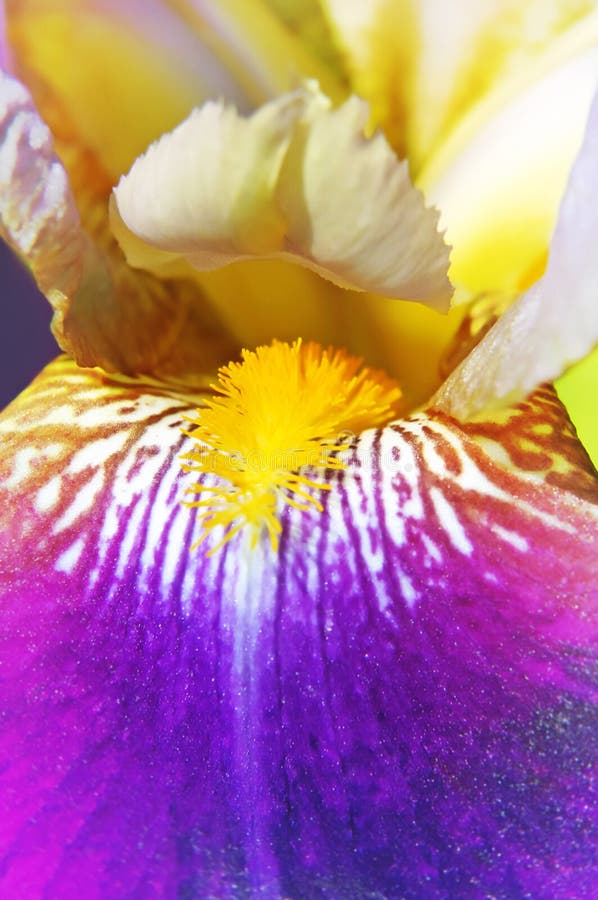 Beautiful iris flower stock photography