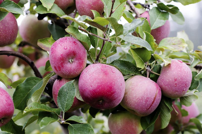 Close up of a beautiful Juicy McIntosh apple ready to be picked