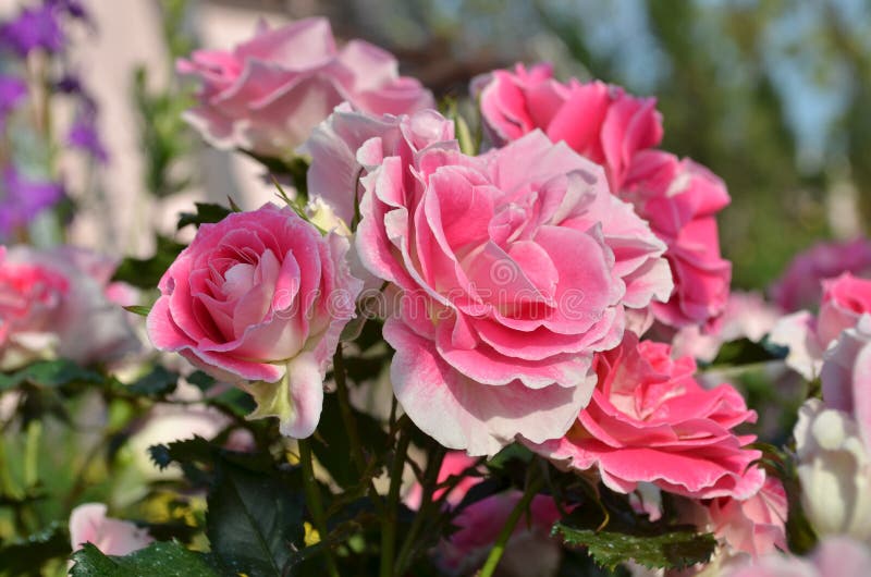 Close Up Beautiful Light Pink Rose in a Garden. Stock Photo - Image of