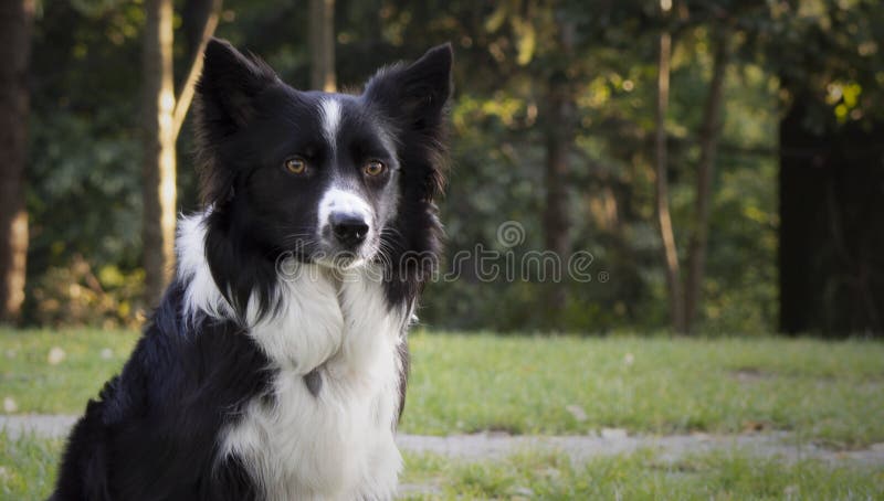 Close up of a beautiful look of a border collie puppy stock photography